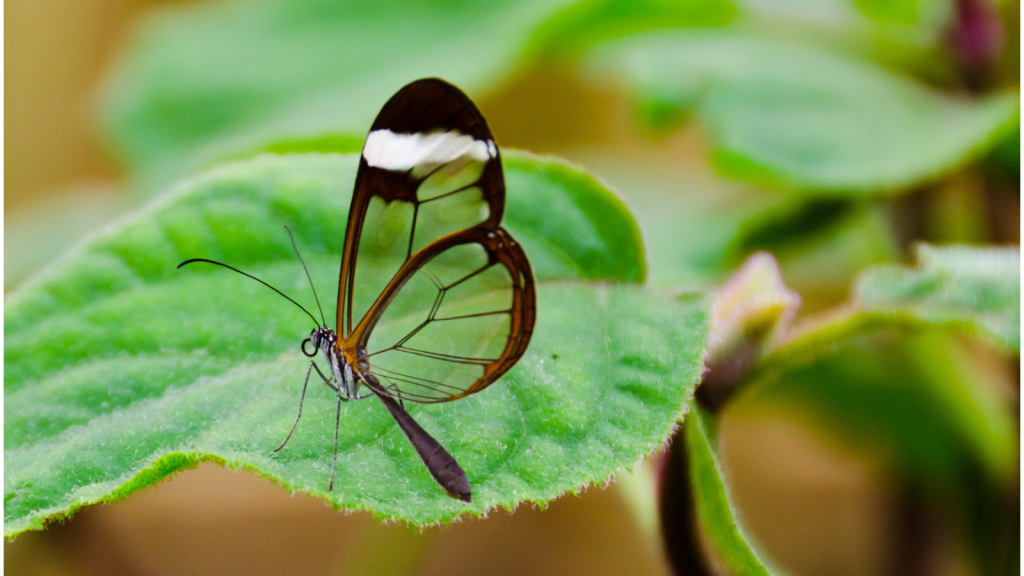 Glasswing Butterfly