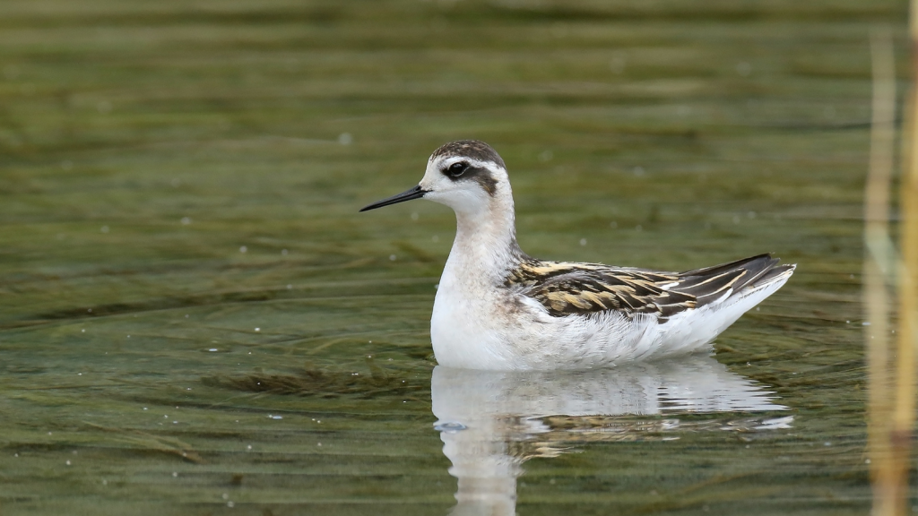 Red-Necked Phalarope