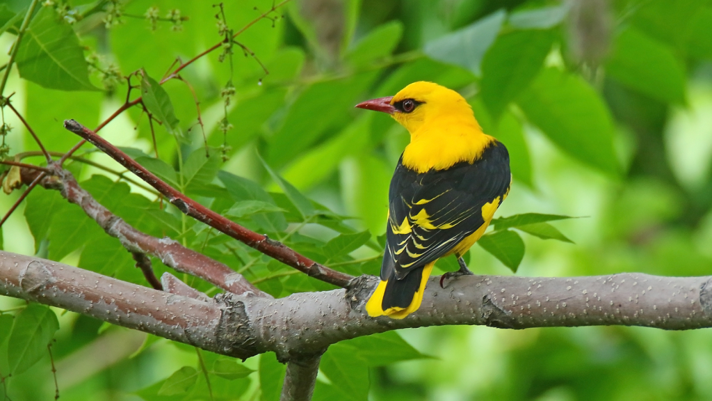 Golden Oriole