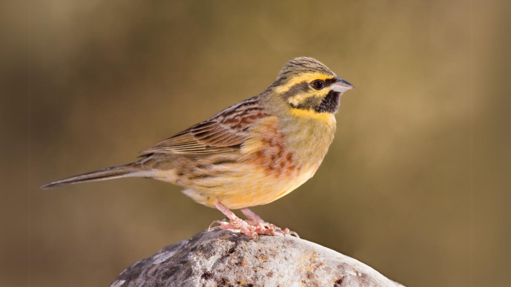 Cirl Bunting