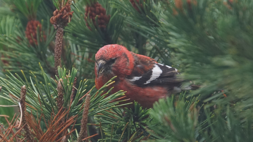 Scottish Crossbill