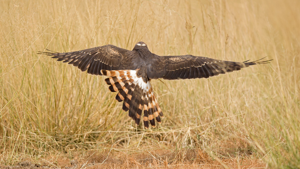 Montagu’s Harrier