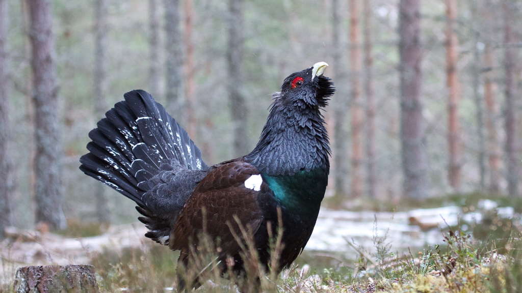 Capercaillie