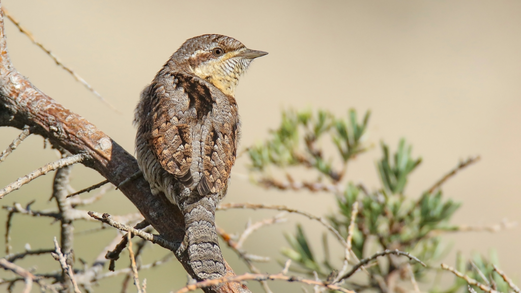 Wryneck