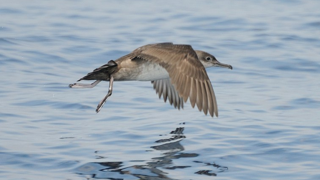 Balearic Shearwater