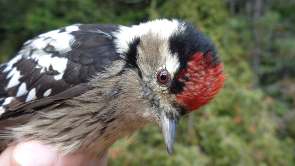 15 of the Rarest Birds in the British Isles