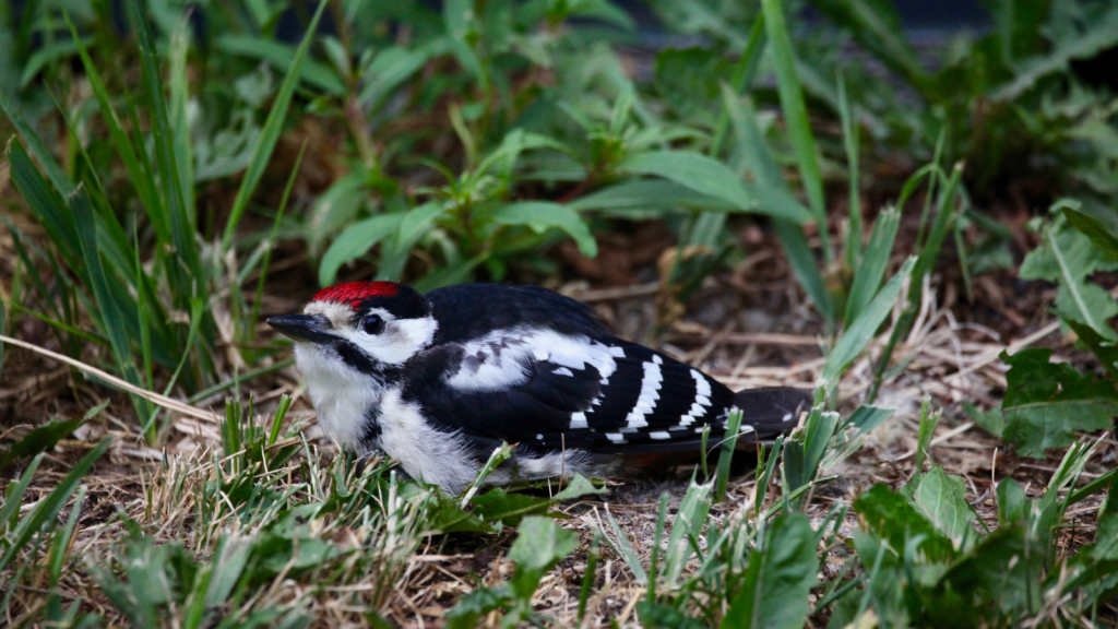 Lesser Spotted Woodpecker