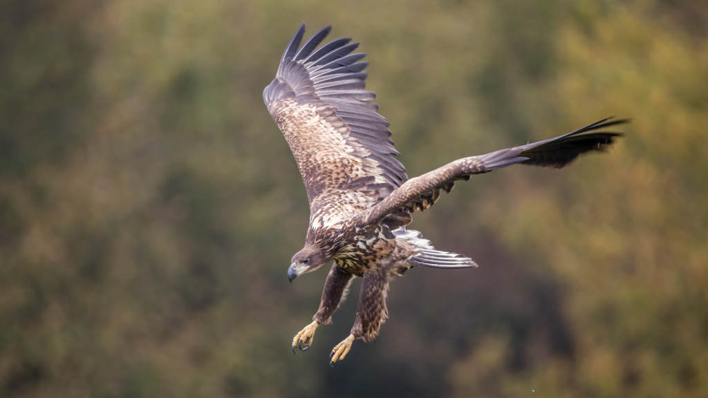 White-Tailed Eagle