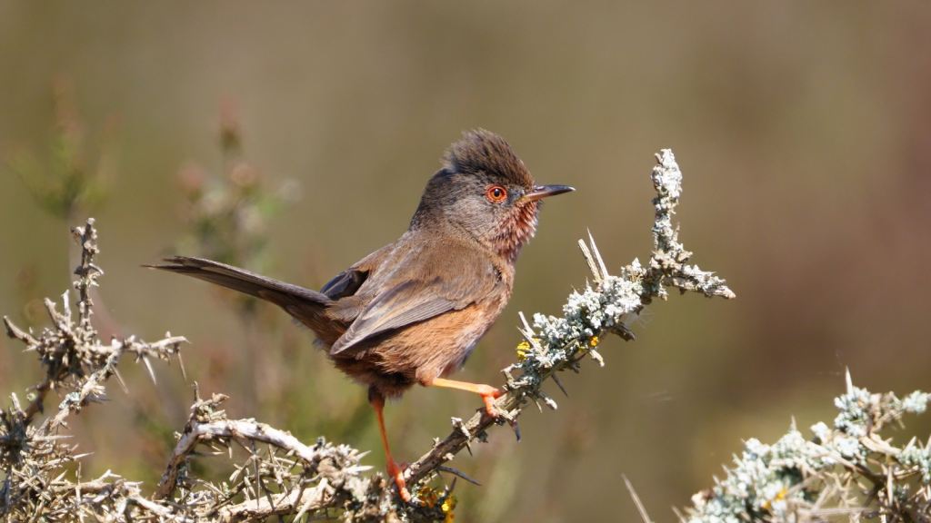 Dartford Warbler