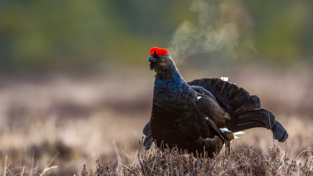 Black Grouse