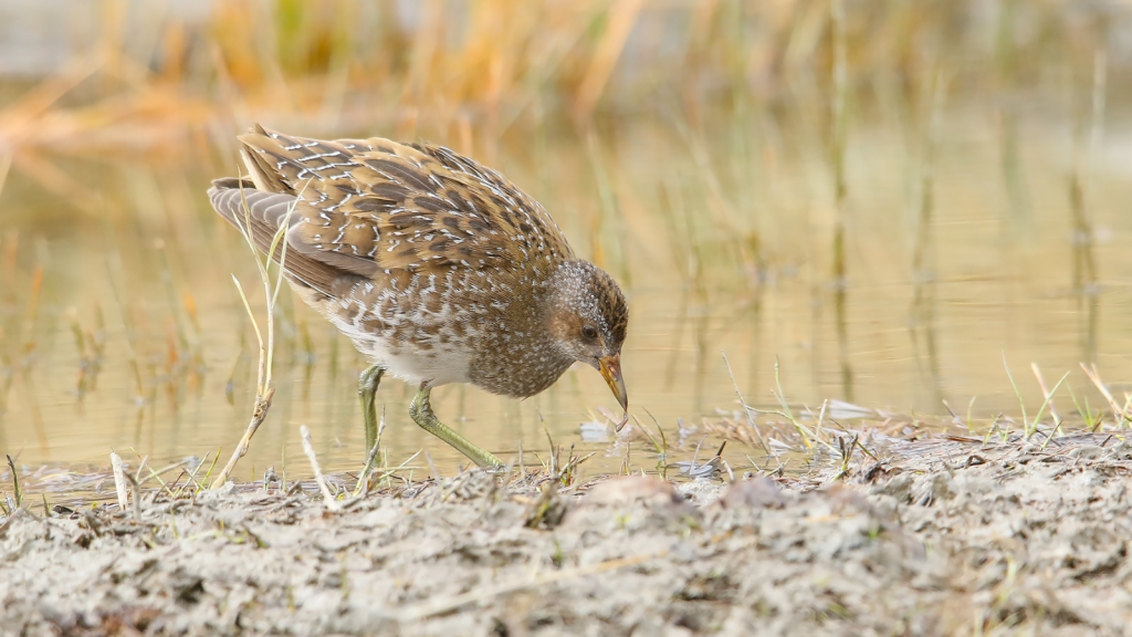 Spotted Crake