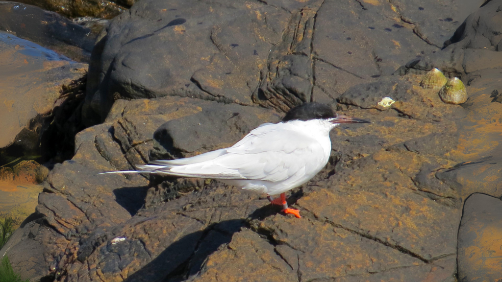 Roseate Tern