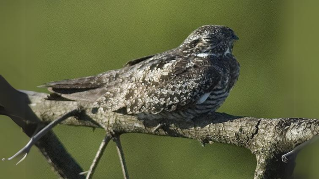 Nightjar