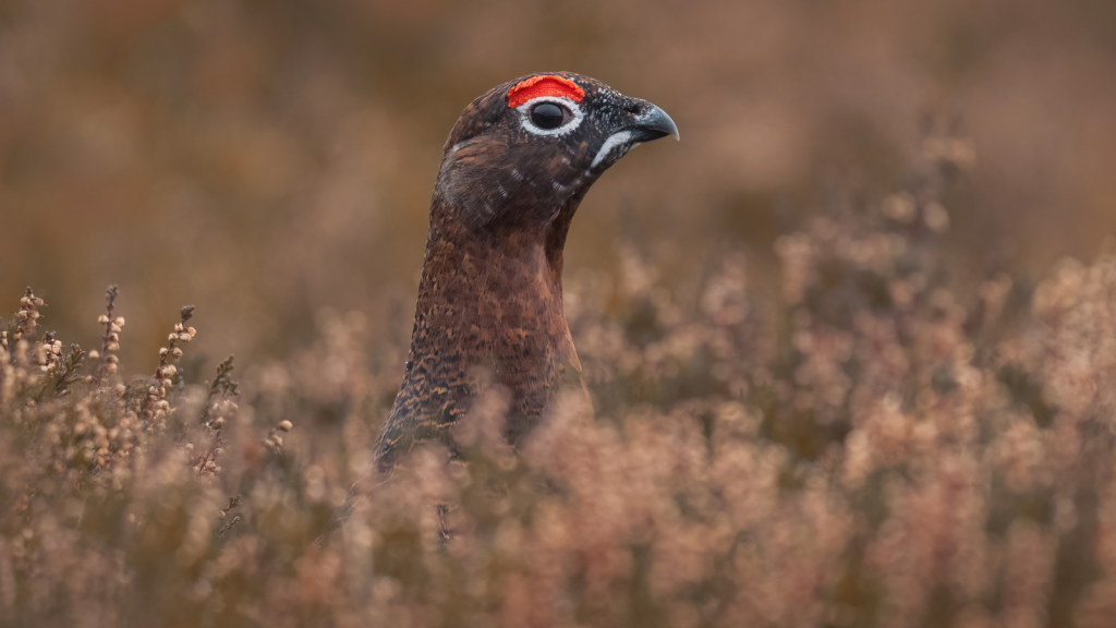 15 Most Common Game Birds Found in Britain