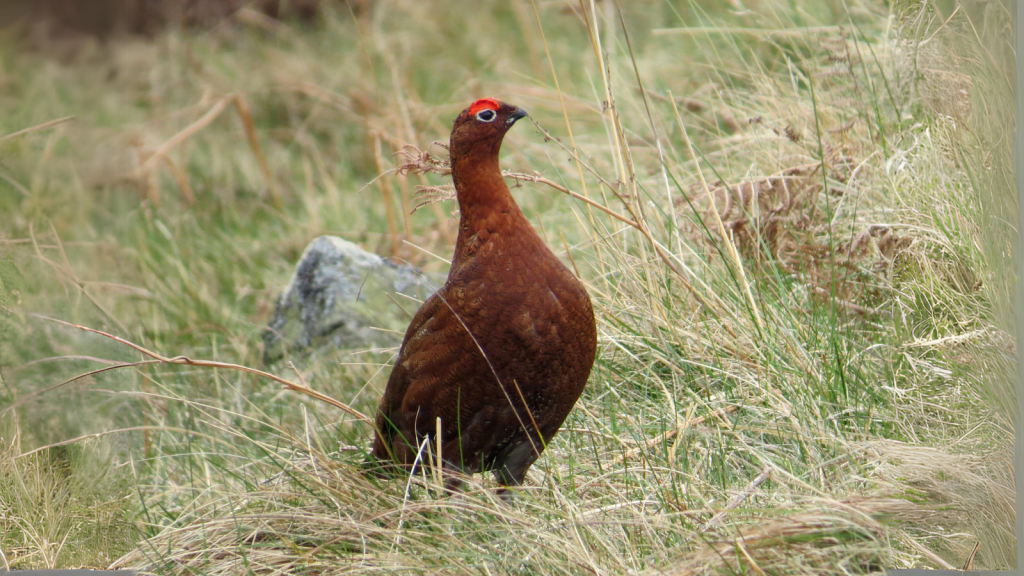 Red Grouse