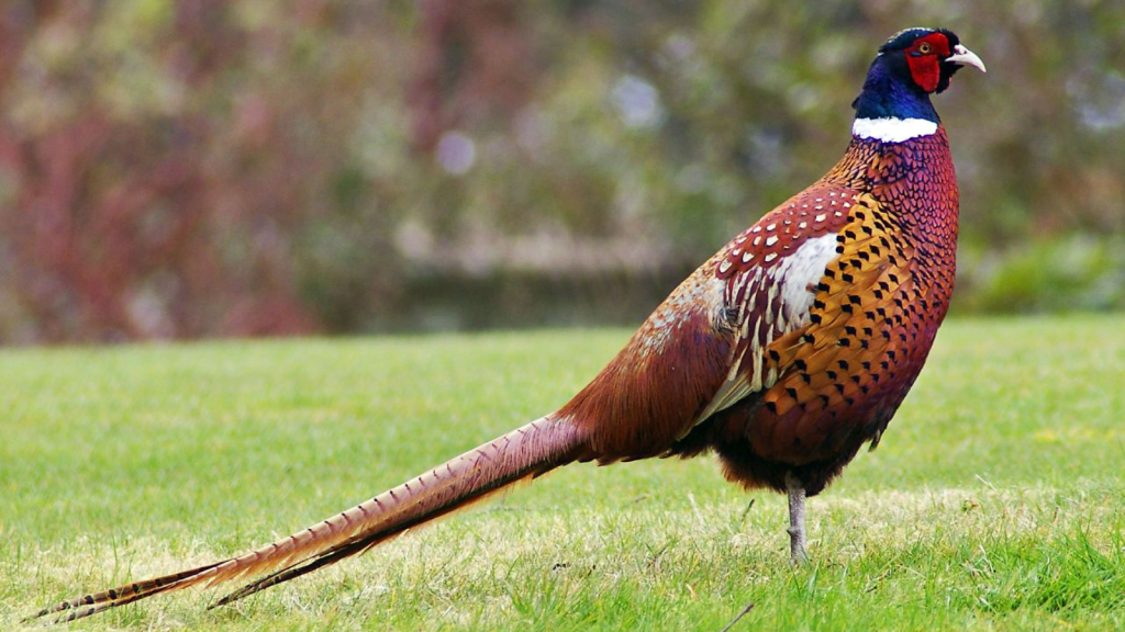 Pheasant