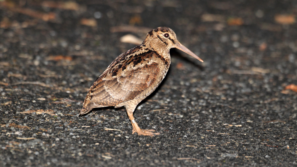 Woodcock