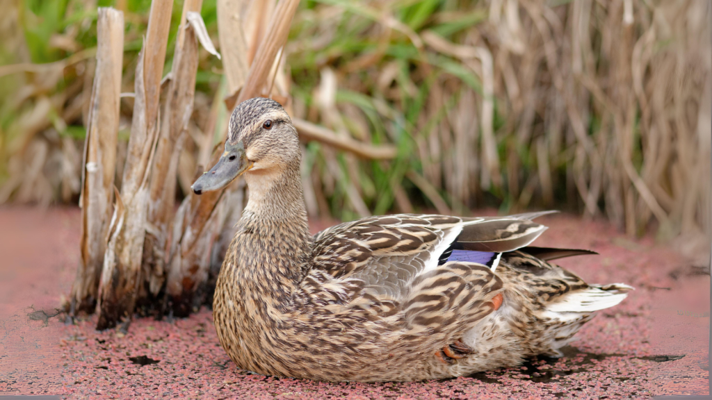 Mallard