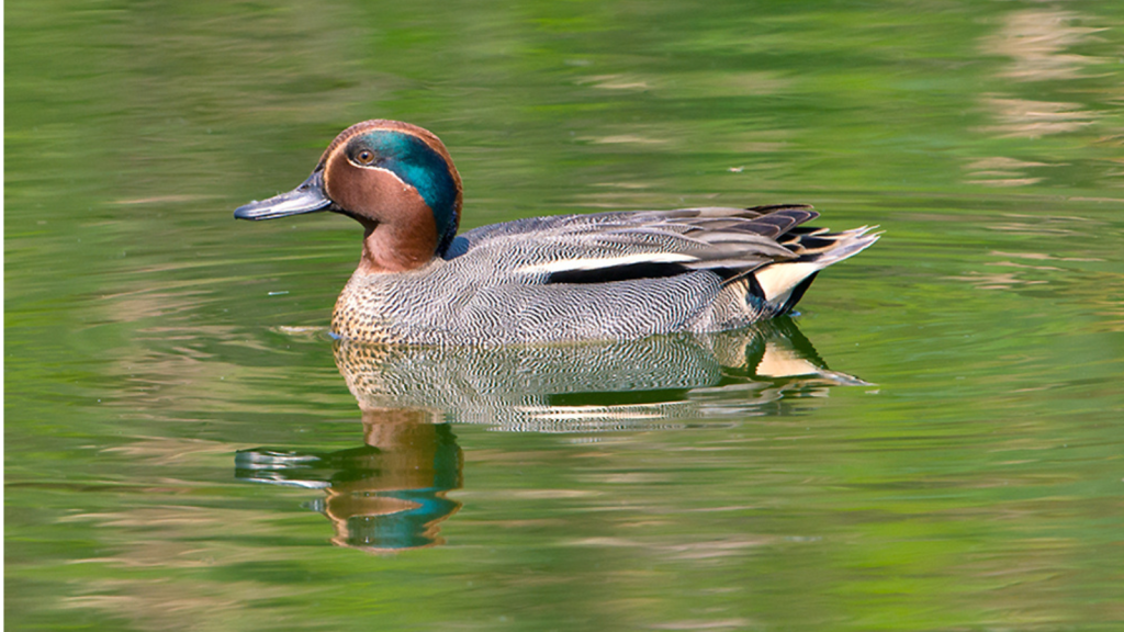 Teal