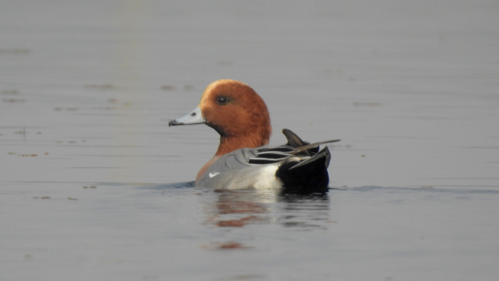 Wigeon