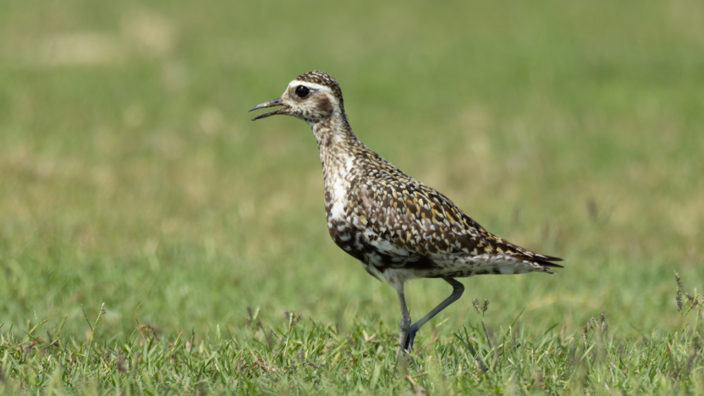 Golden Plover