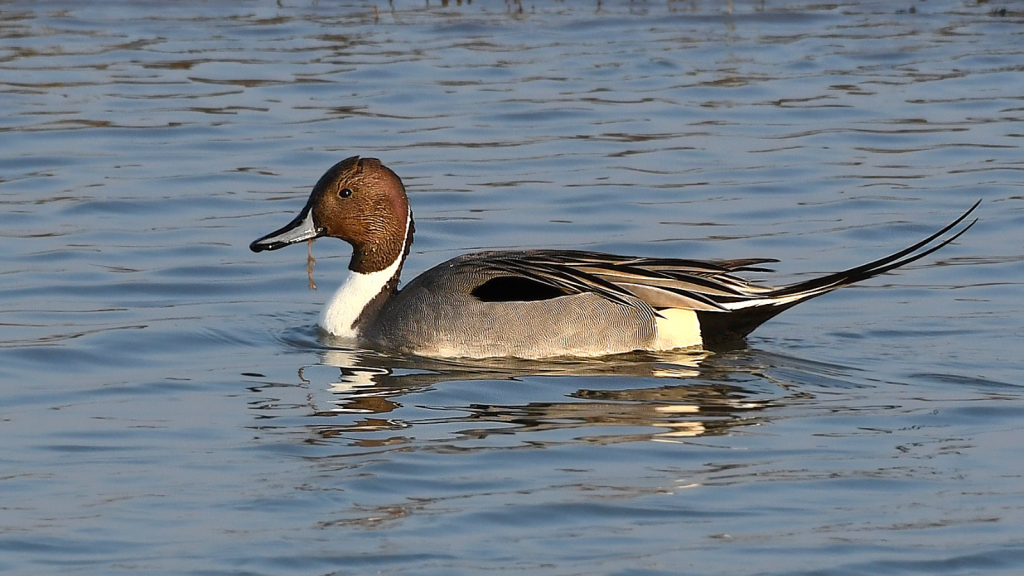 Pintail