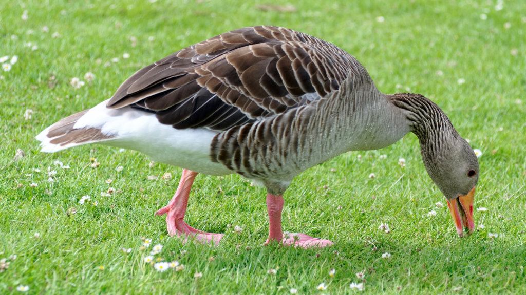 Greylag Goose