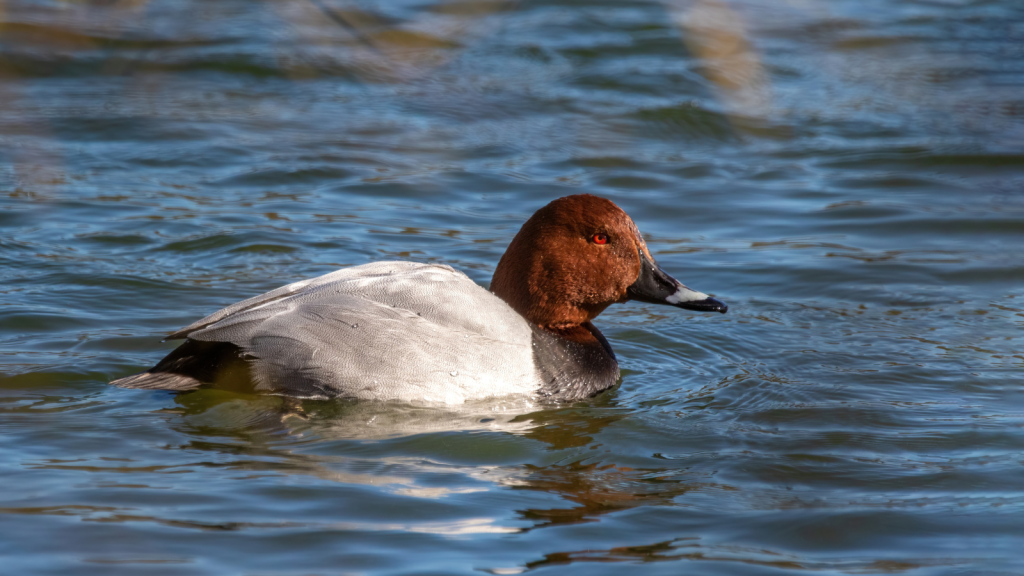 Common Pochard