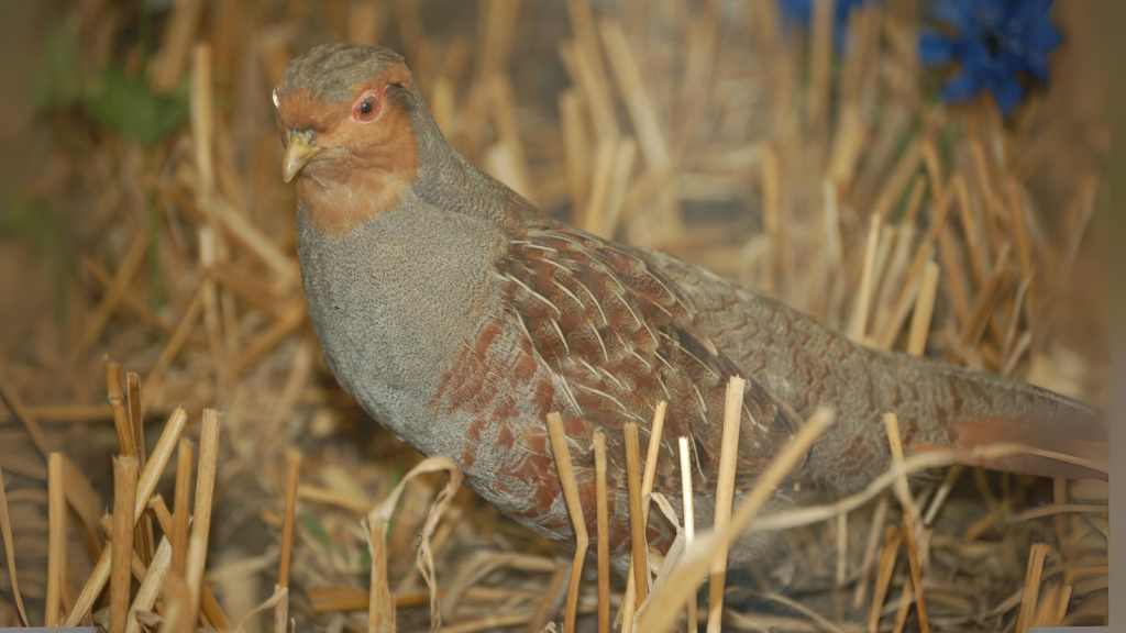 Grey Partridge