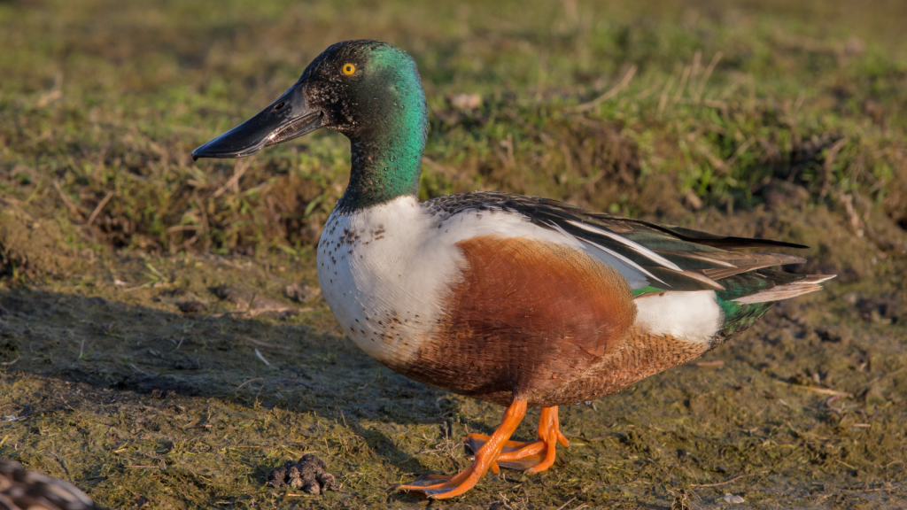 Shoveler