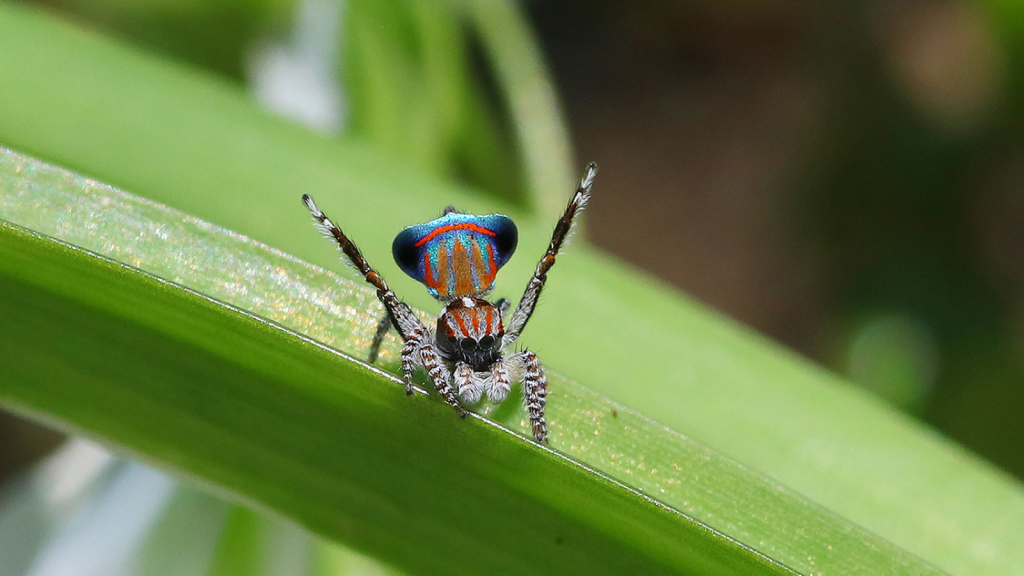 Peacock Spider | Known For Their Dance Moves