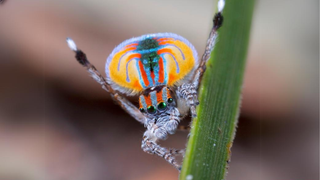 Peacock Spider | Their Colors Are Iridescent