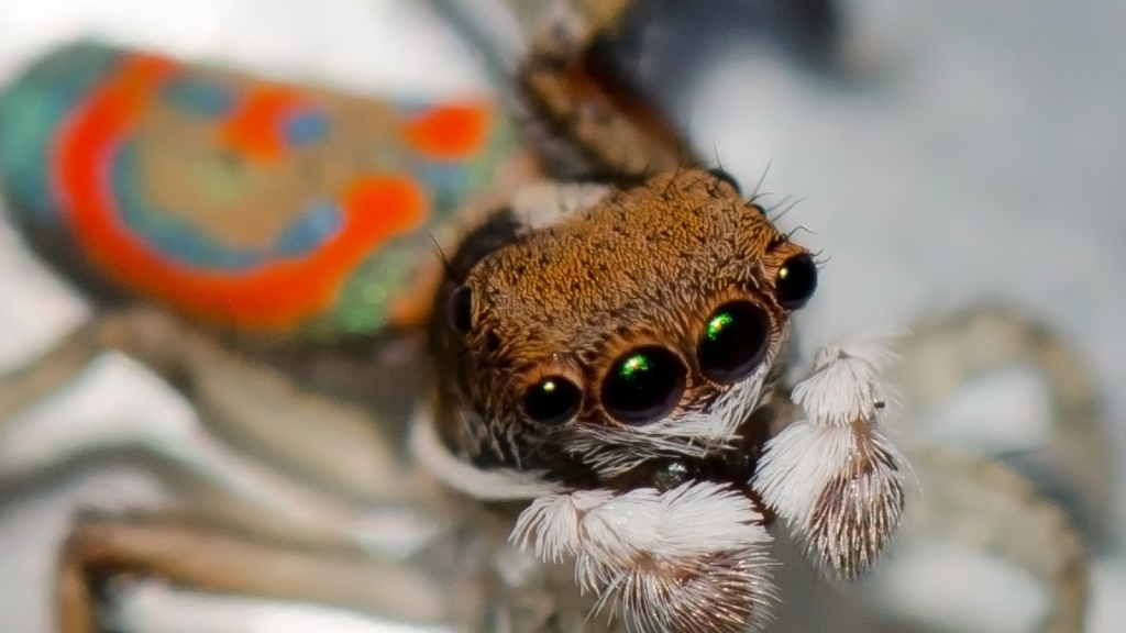 Peacock Spider | Excellent Vision For Their Size