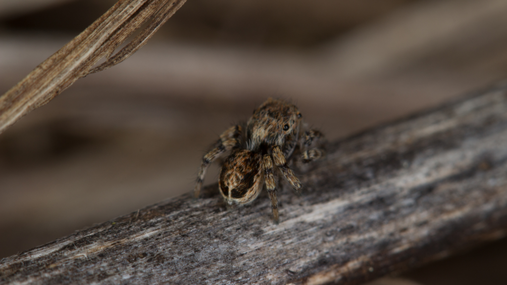 Peacock Spider | Female Peacock Spiders Are Less Flashy