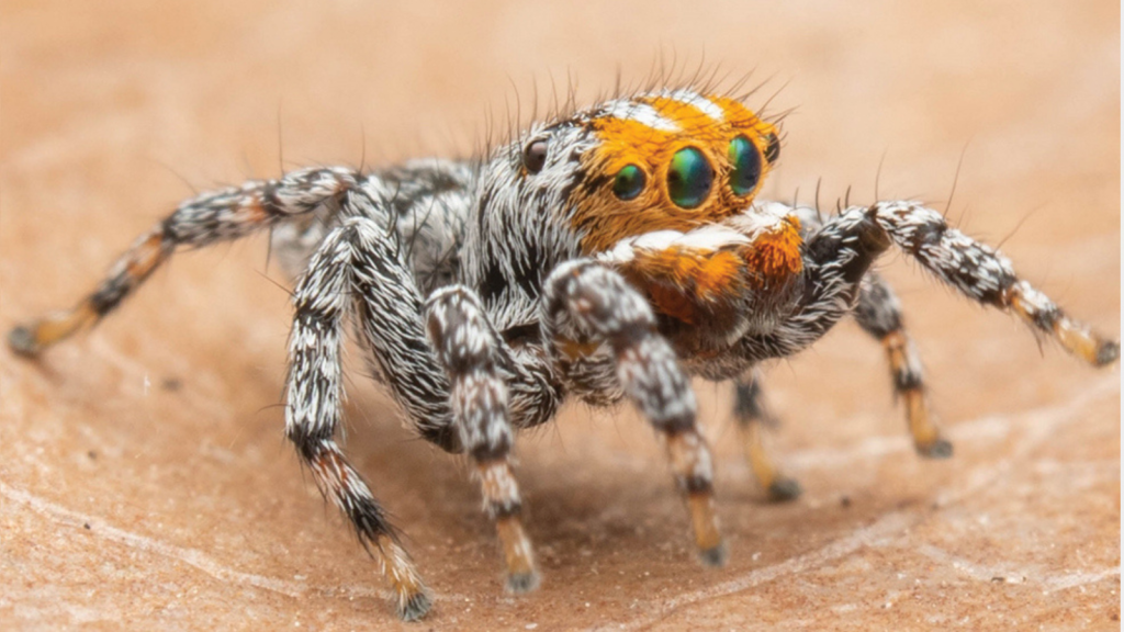 Peacock Spider | There Are Many Species