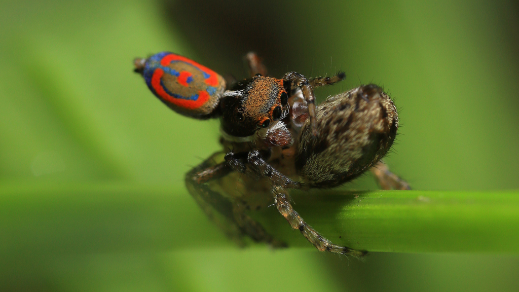 Peacock Spider | They Don’t Live Long