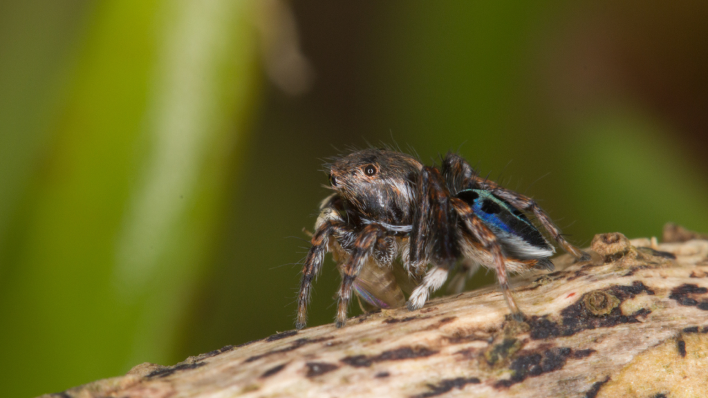 Peacock Spider | They Are Skilled Jumpers