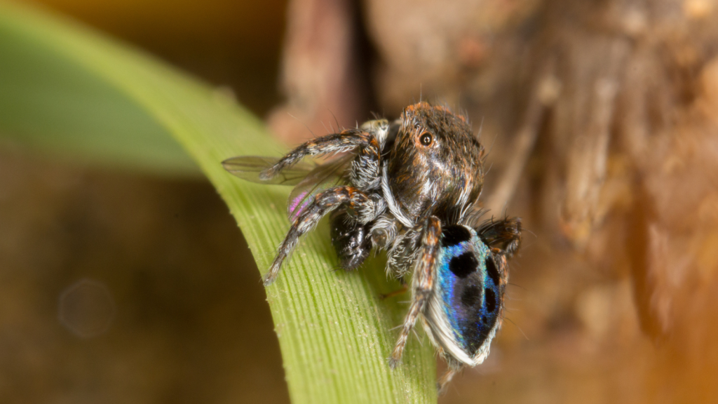 Peacock Spider | Their Webs Are Minimal