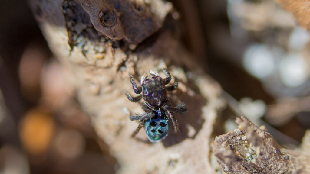 Peacock Spider | They Communicate With Vibrations