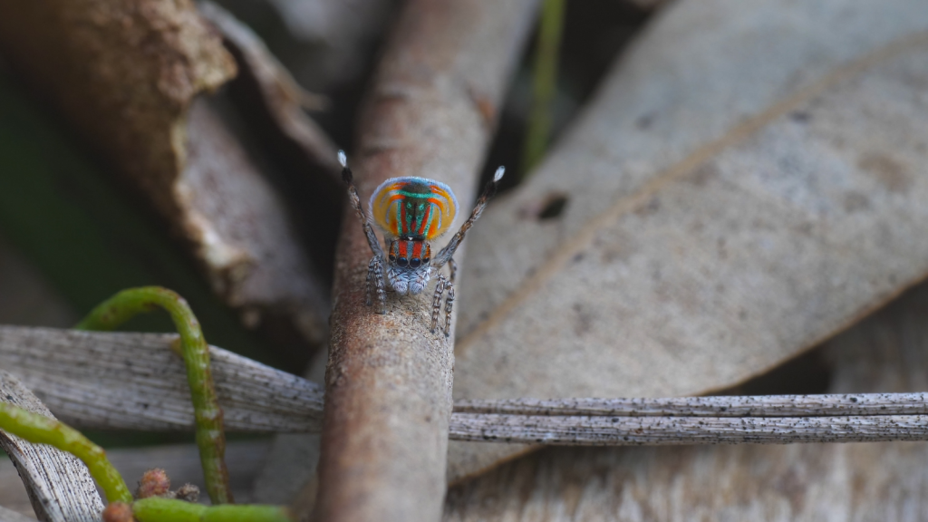 Peacock Spider | Males Often Perform for Multiple Females