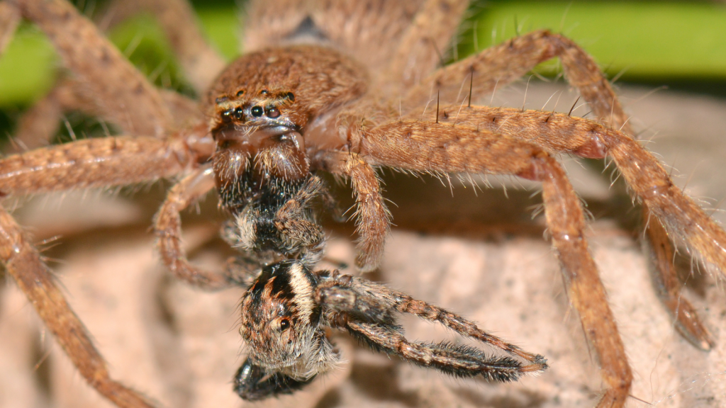 Peacock Spider | Mating Can Be Risky For Males