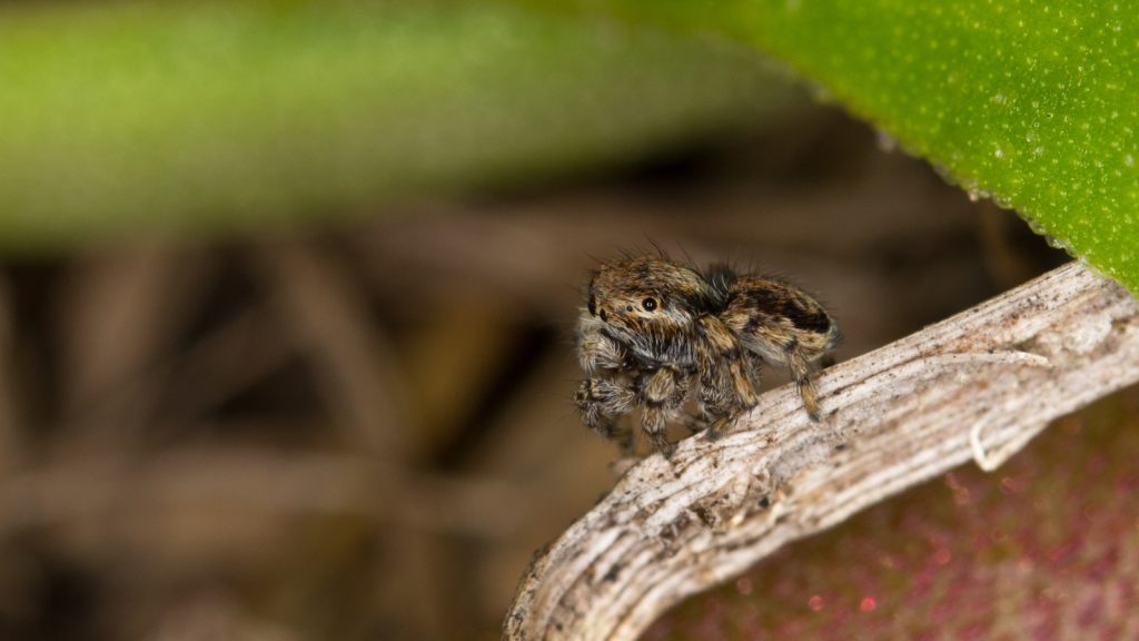 Peacock Spider | Females Can Lay Multiple Egg Clutches