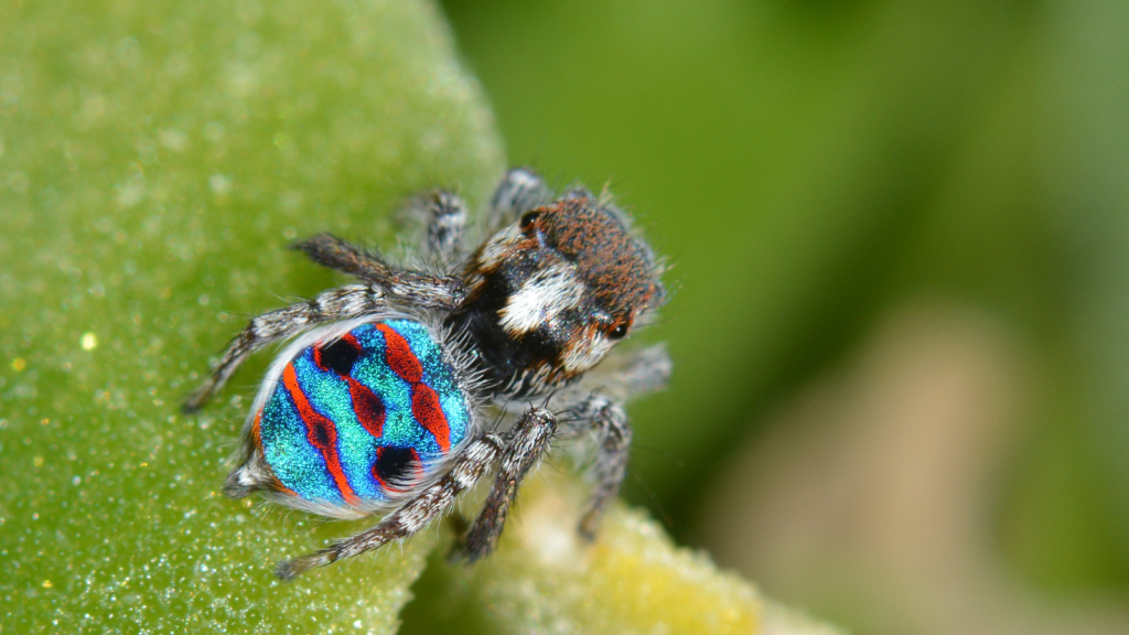 Peacock Spider | They Are Internet Sensations