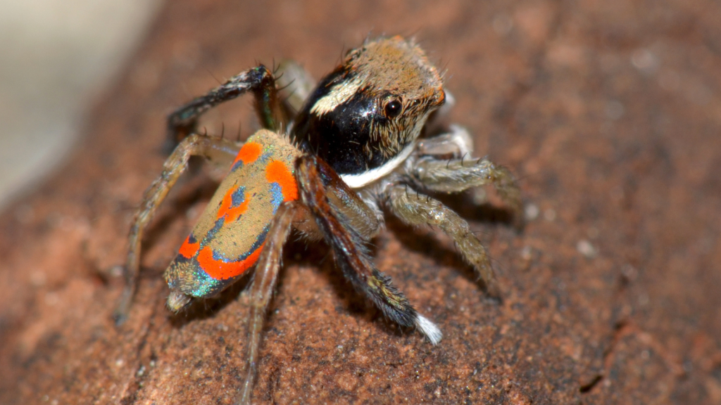 Peacock Spider