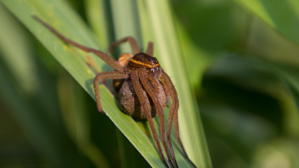 Fen Raft Spider | Carries An Egg Sac