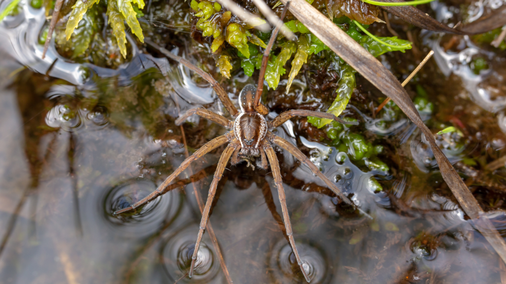 Fen Raft Spider | It Can Walk On Water