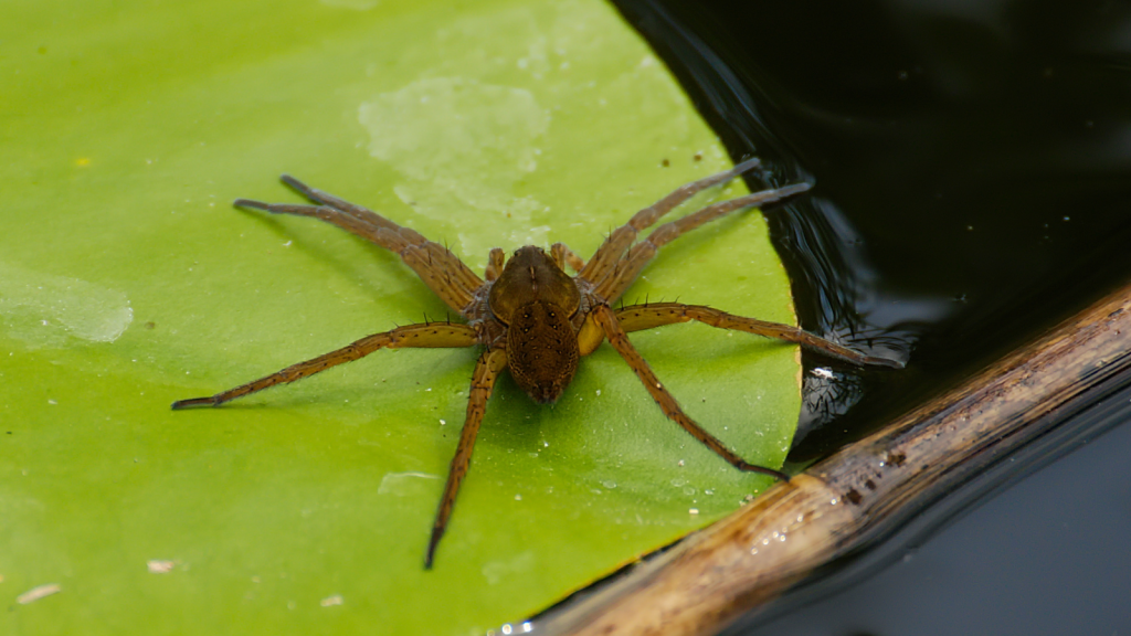 Fen Raft Spider | Found In Wetlands