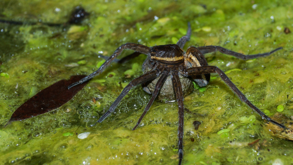 Fen Raft Spider | A Skilled Hunter