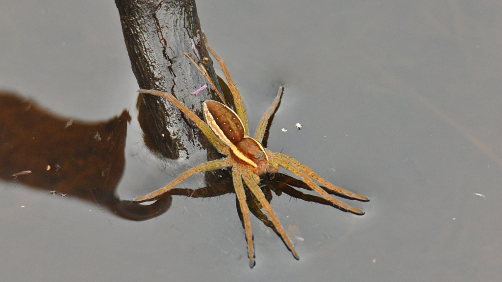 Fen Raft Spider | Excellent Swimmer