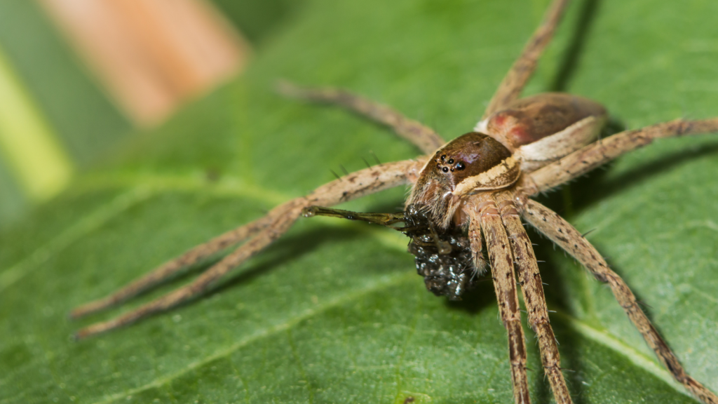 Fen Raft Spider | It Eats Aquatic Prey